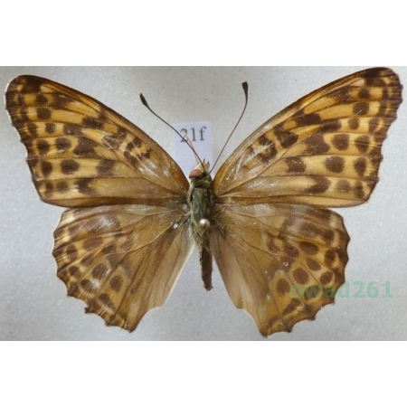 Argynnis paphia neopaphia Fruhstorfer, 1907 Dostojka malinowiec Russia21f